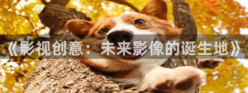 久99视频精品